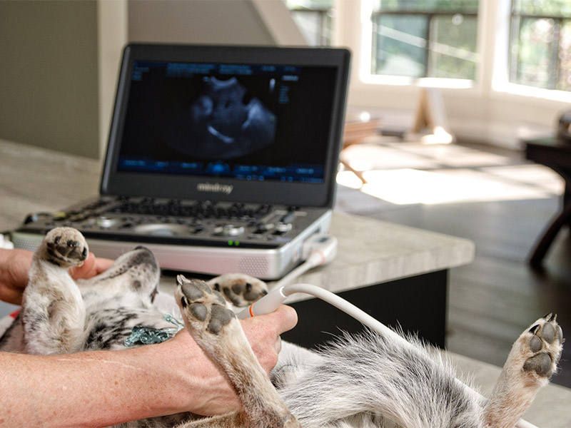 Ultrasound on a dog